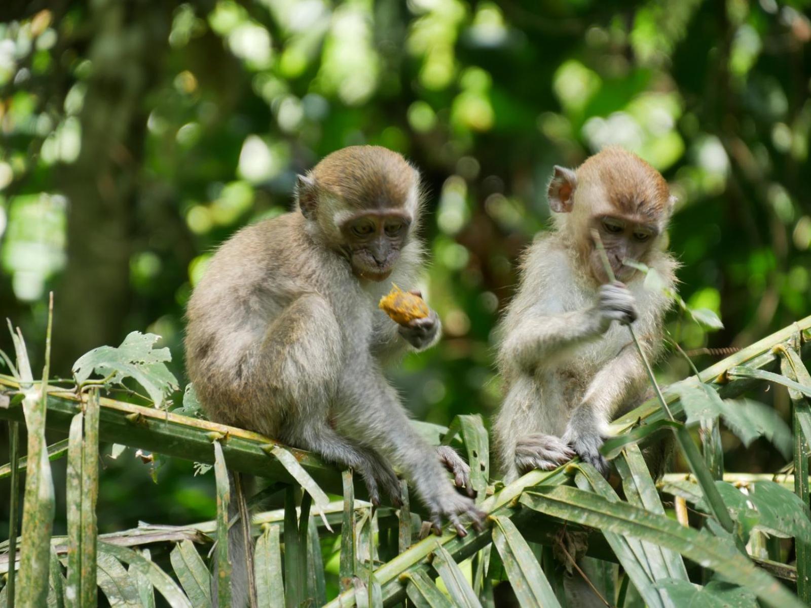 Sama Sama Homestay & Trekking Only Stay Here Book Trekking And Transport With Us Bukit Lawang Bagian luar foto