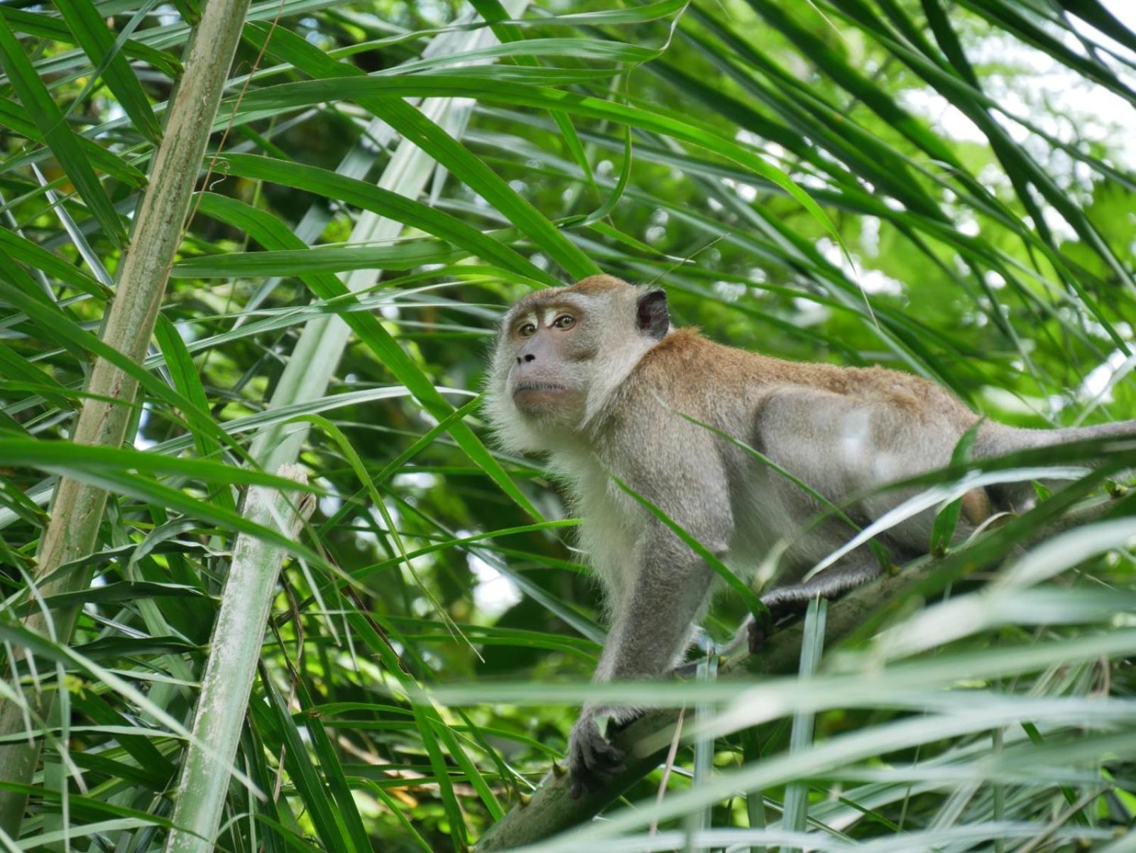 Sama Sama Homestay & Trekking Only Stay Here Book Trekking And Transport With Us Bukit Lawang Bagian luar foto