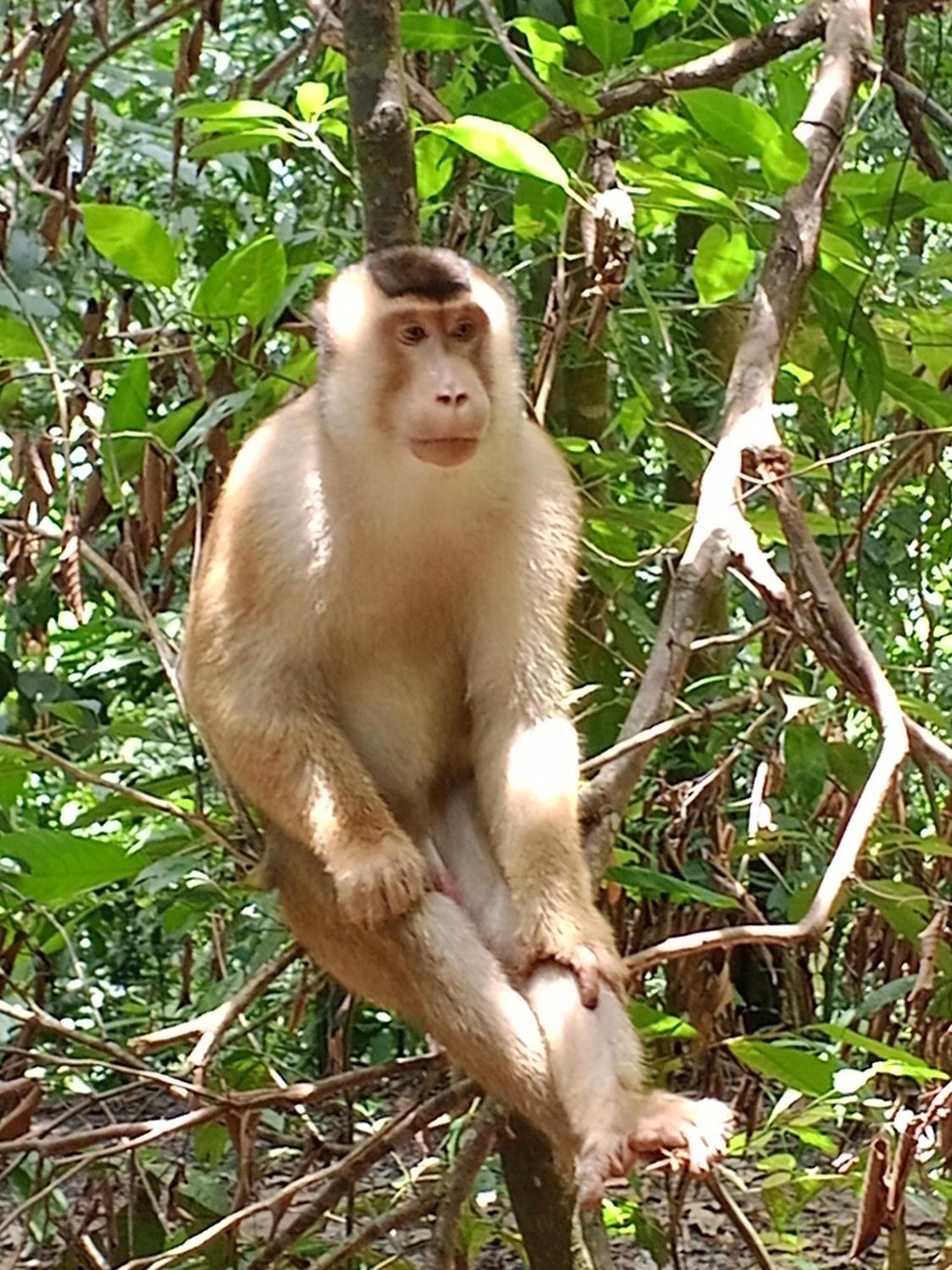 Sama Sama Homestay & Trekking Only Stay Here Book Trekking And Transport With Us Bukit Lawang Bagian luar foto