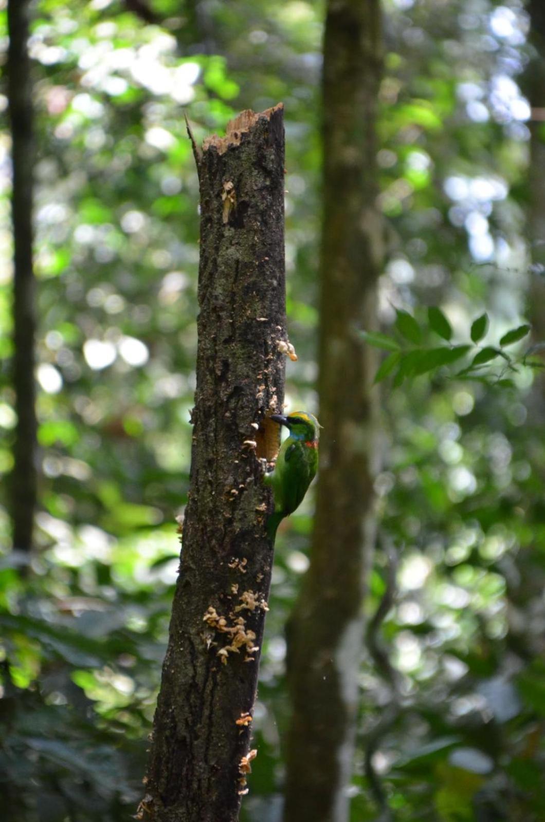 Sama Sama Homestay & Trekking Only Stay Here Book Trekking And Transport With Us Bukit Lawang Bagian luar foto