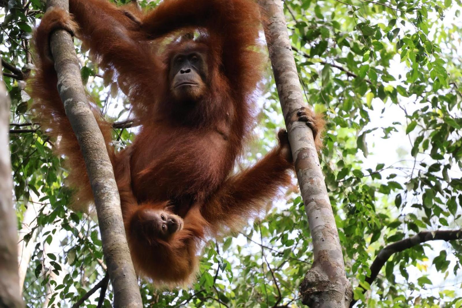 Sama Sama Homestay & Trekking Only Stay Here Book Trekking And Transport With Us Bukit Lawang Bagian luar foto