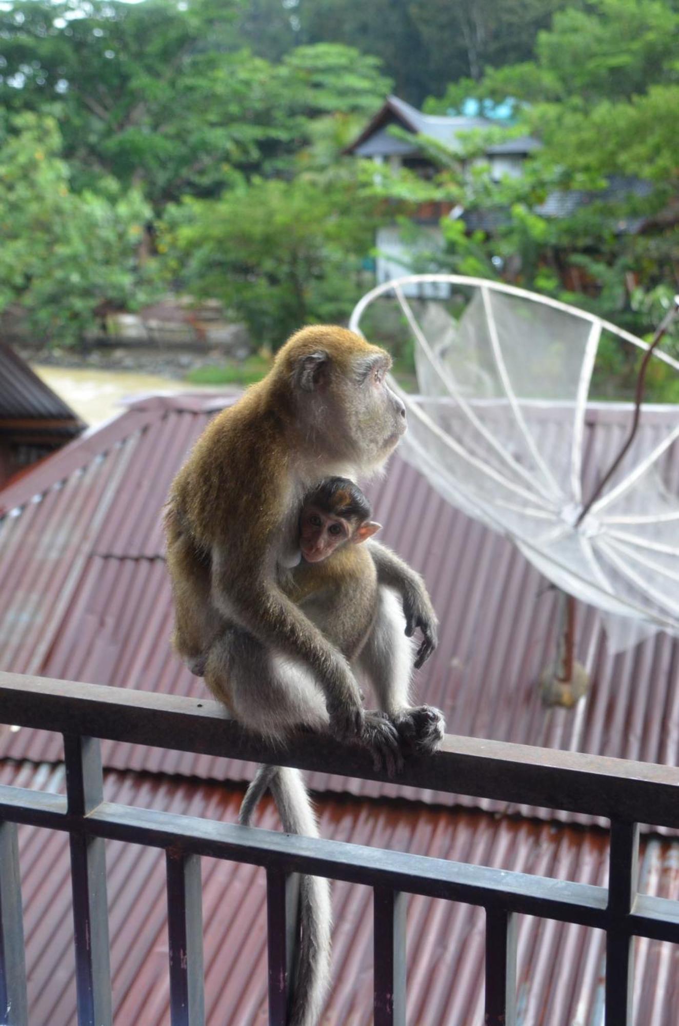 Sama Sama Homestay & Trekking Only Stay Here Book Trekking And Transport With Us Bukit Lawang Bagian luar foto