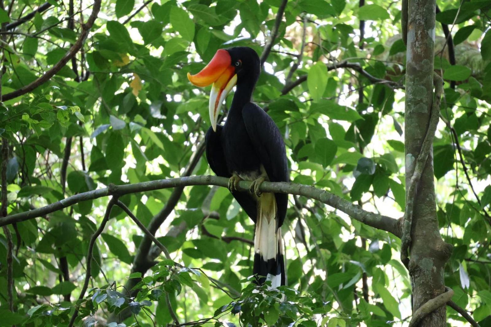 Sama Sama Homestay & Trekking Only Stay Here Book Trekking And Transport With Us Bukit Lawang Bagian luar foto