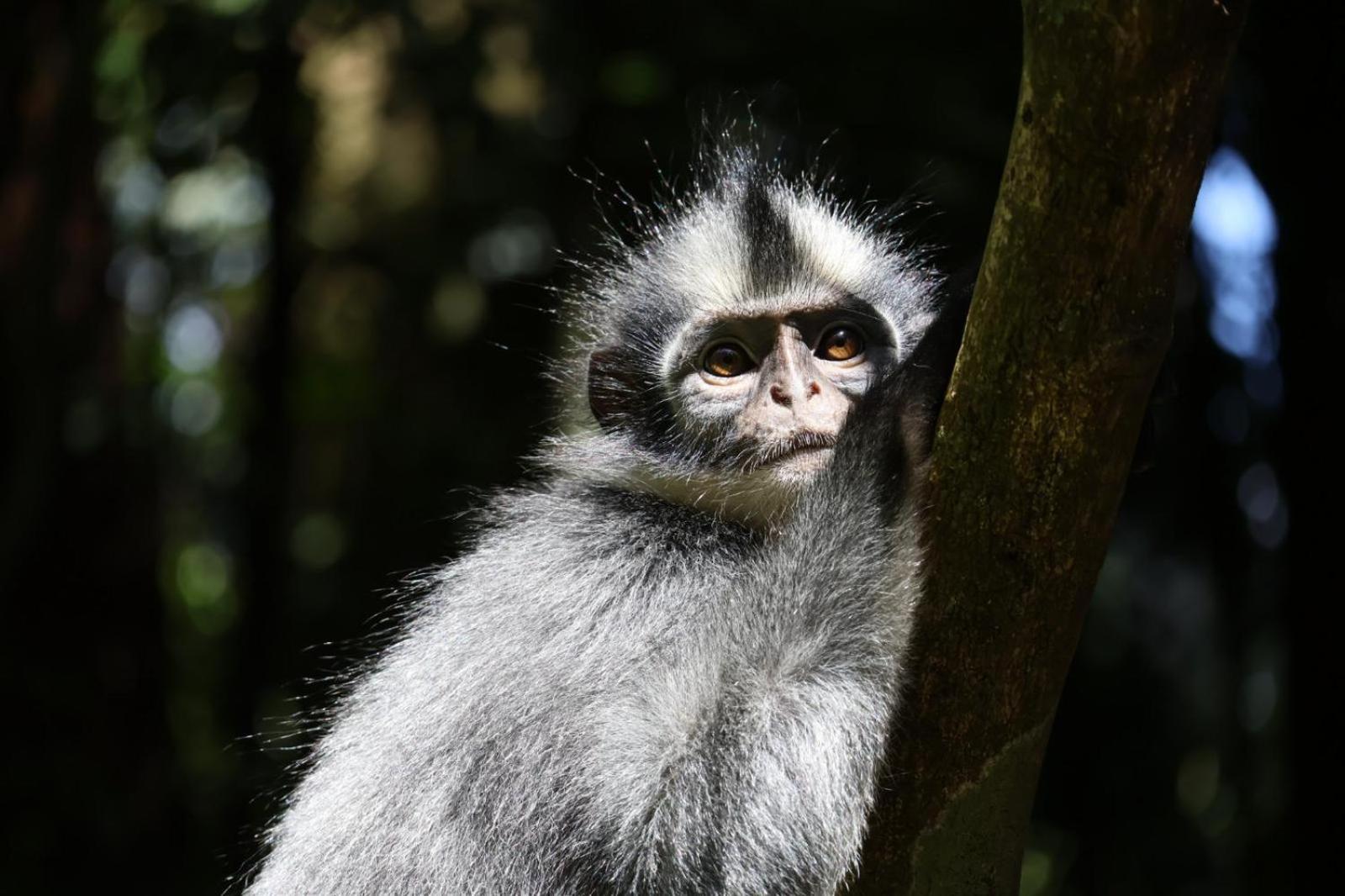 Sama Sama Homestay & Trekking Only Stay Here Book Trekking And Transport With Us Bukit Lawang Bagian luar foto