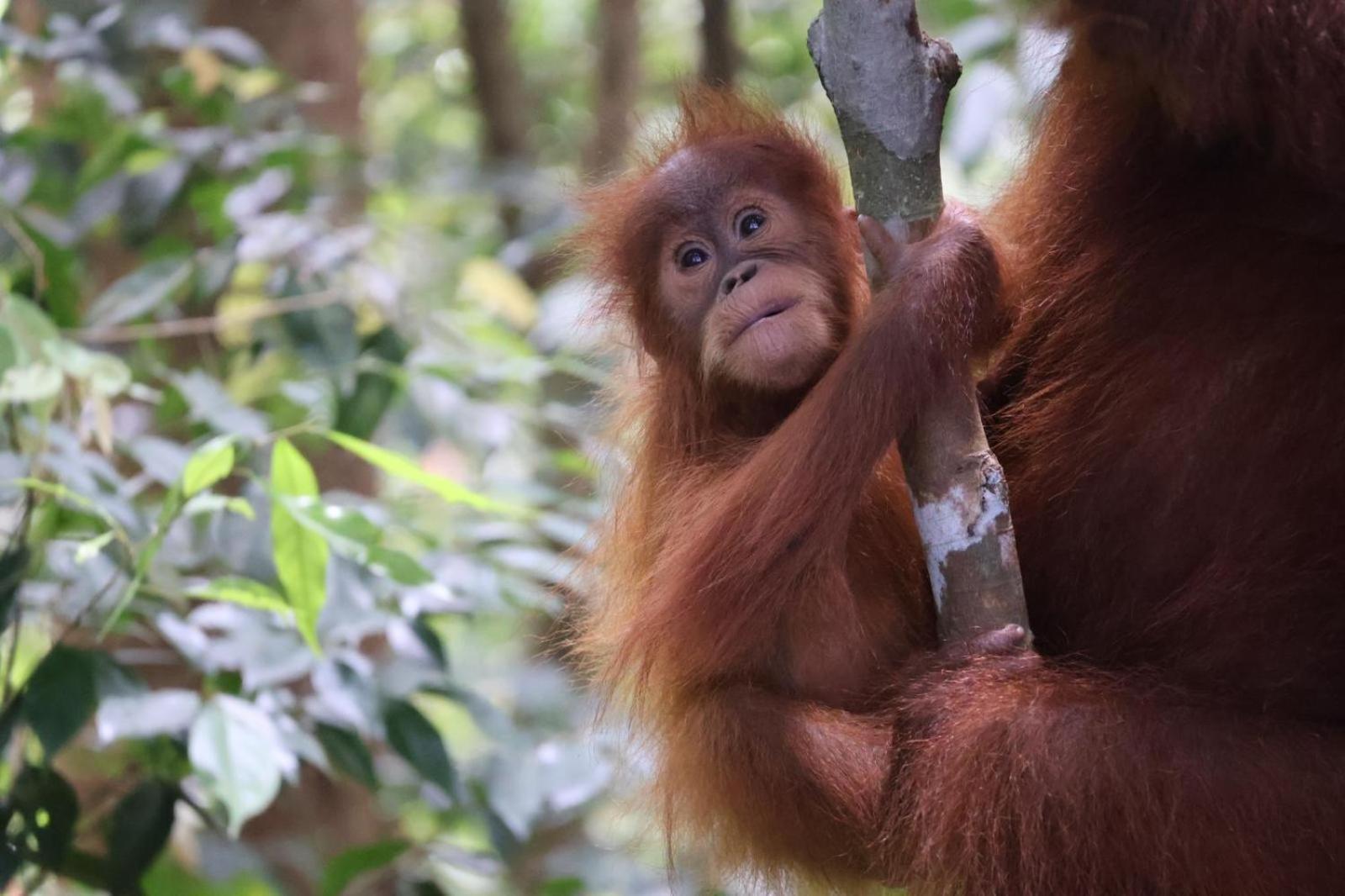 Sama Sama Homestay & Trekking Only Stay Here Book Trekking And Transport With Us Bukit Lawang Bagian luar foto
