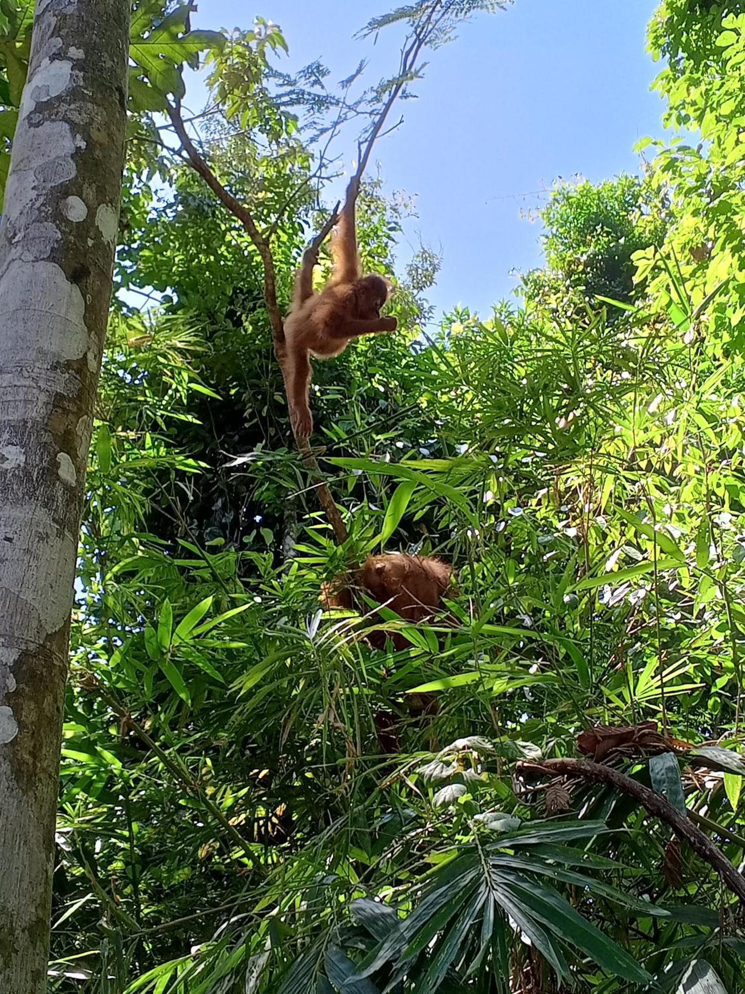 Sama Sama Homestay & Trekking Only Stay Here Book Trekking And Transport With Us Bukit Lawang Bagian luar foto