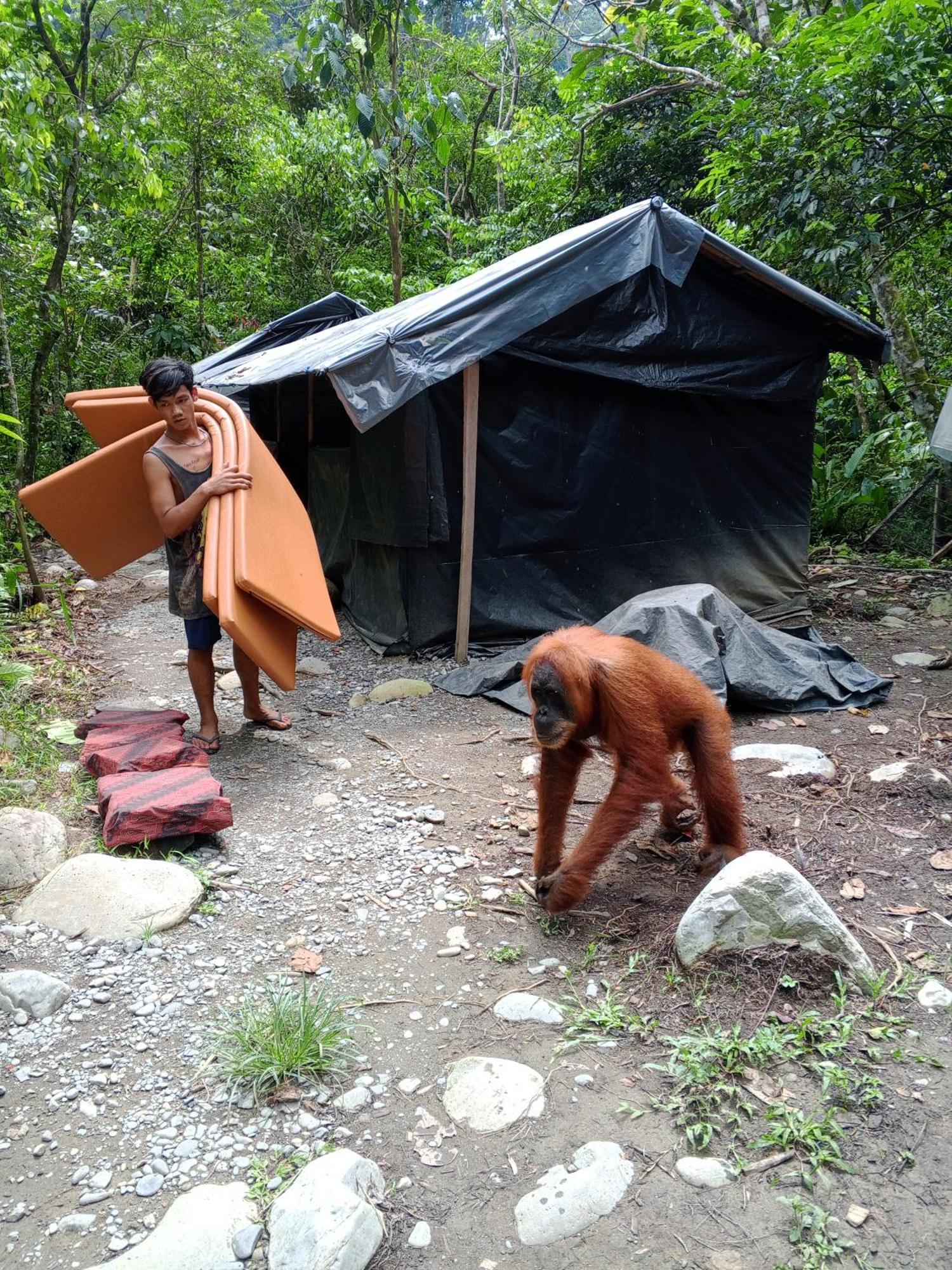 Sama Sama Homestay & Trekking Only Stay Here Book Trekking And Transport With Us Bukit Lawang Bagian luar foto