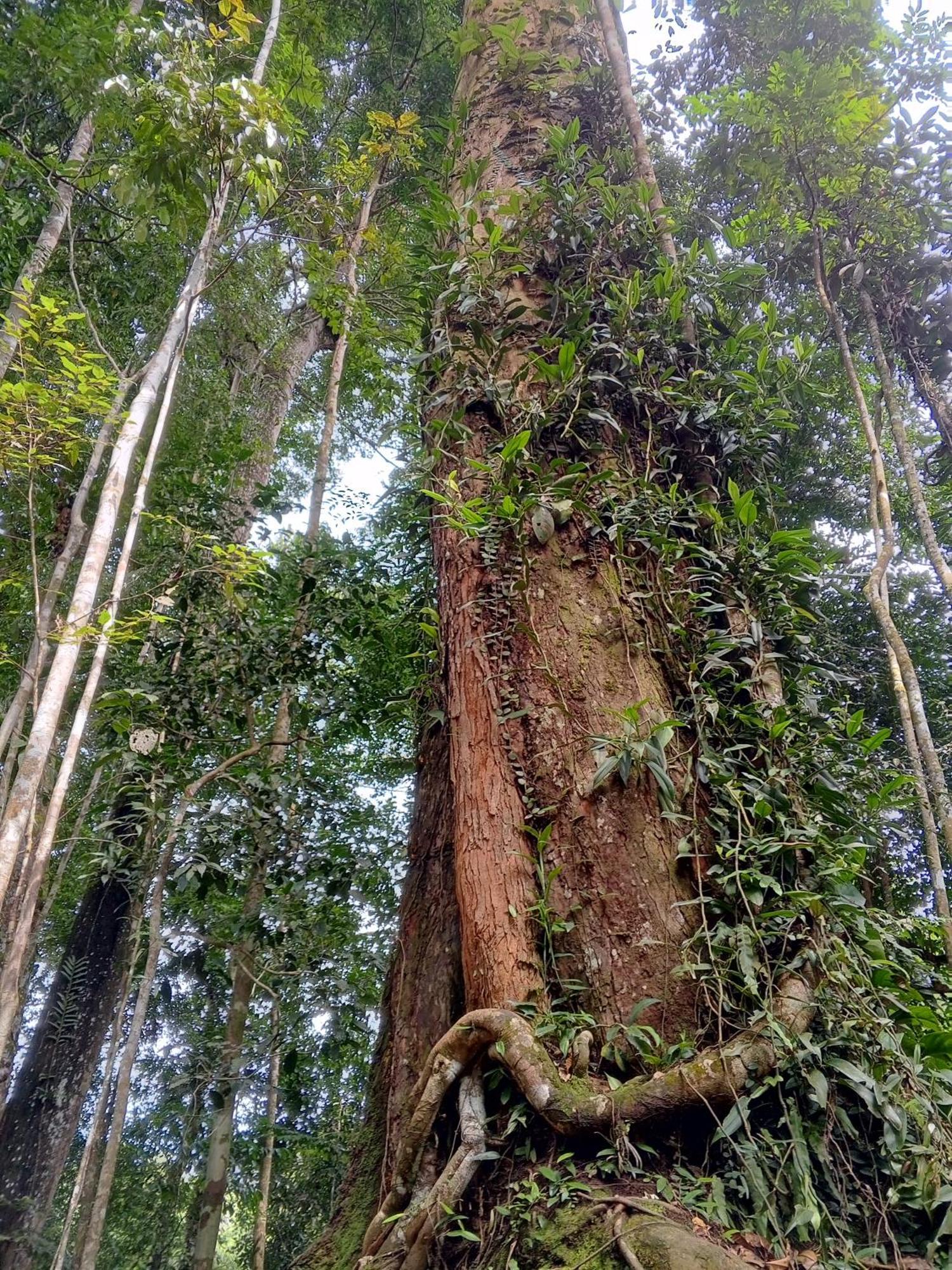 Sama Sama Homestay & Trekking Only Stay Here Book Trekking And Transport With Us Bukit Lawang Bagian luar foto