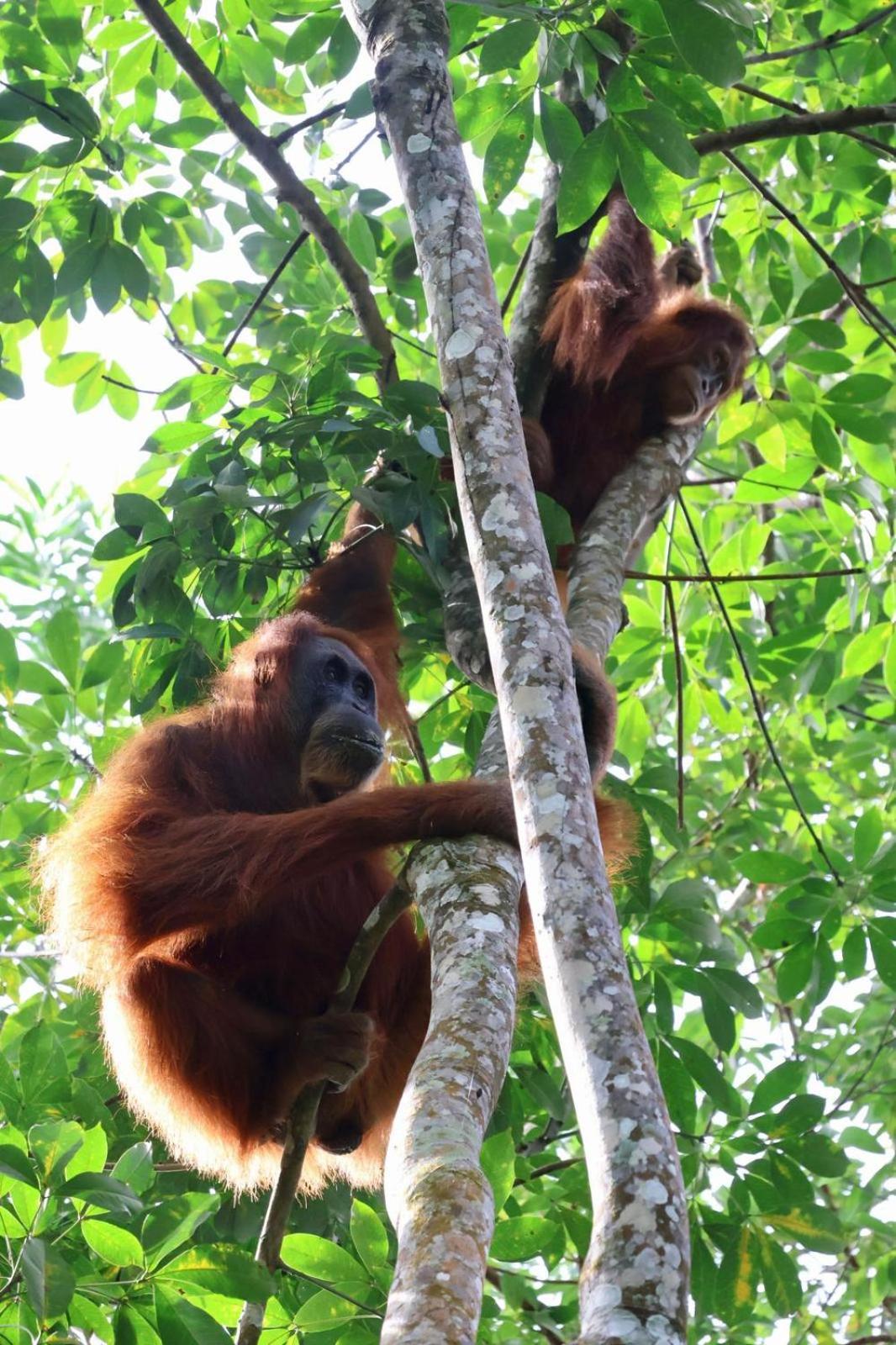 Sama Sama Homestay & Trekking Only Stay Here Book Trekking And Transport With Us Bukit Lawang Bagian luar foto