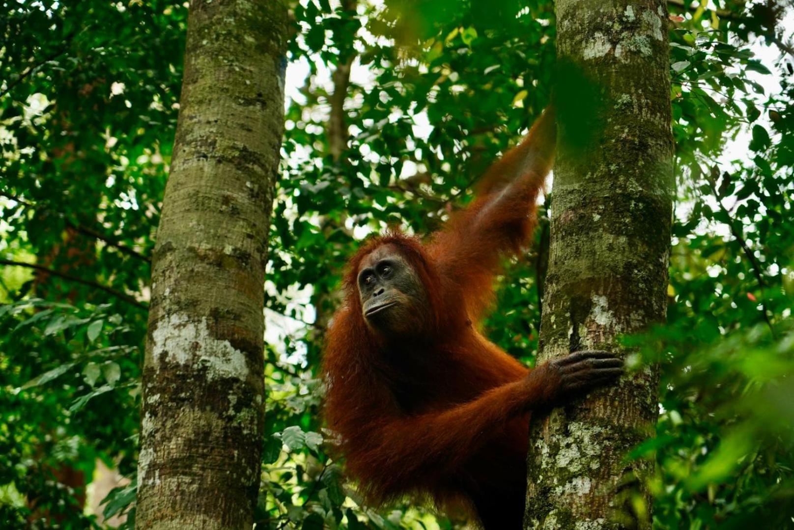 Sama Sama Homestay & Trekking Only Stay Here Book Trekking And Transport With Us Bukit Lawang Bagian luar foto