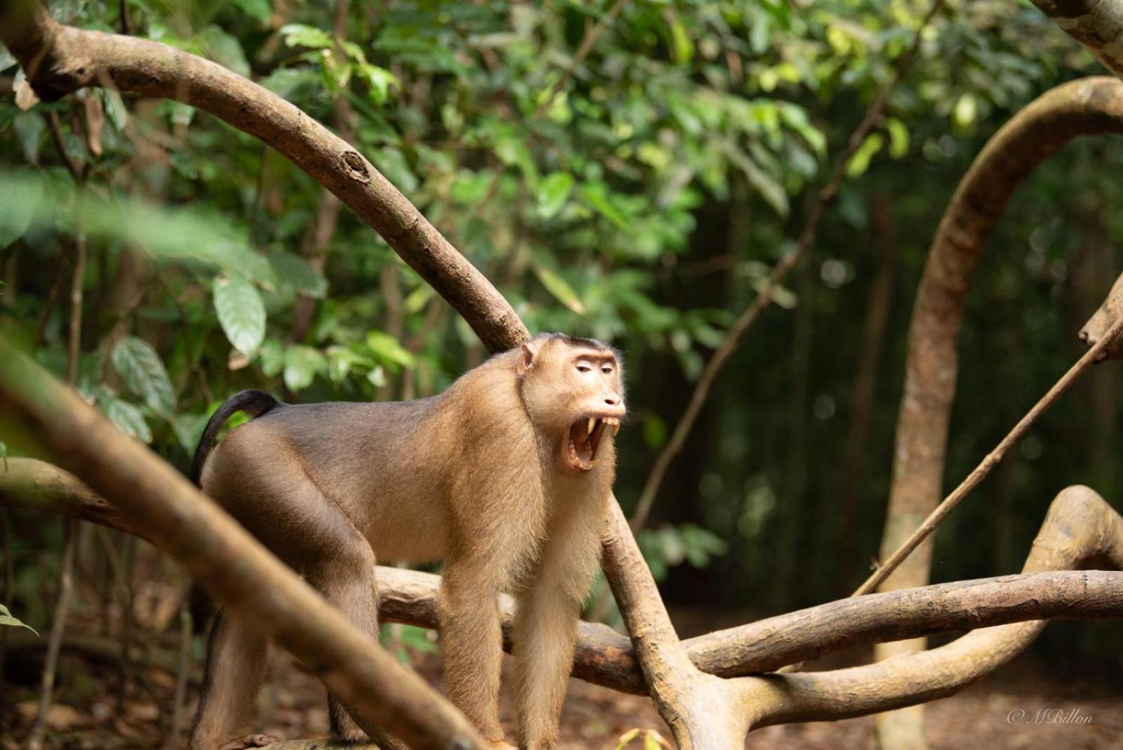 Sama Sama Homestay & Trekking Only Stay Here Book Trekking And Transport With Us Bukit Lawang Bagian luar foto